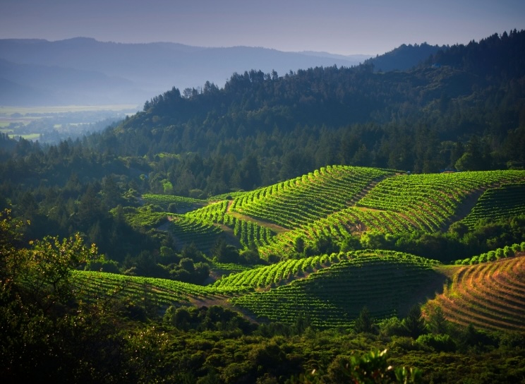 Earth-Friendly California Wines